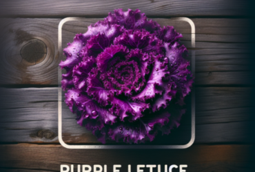 lechuga morada