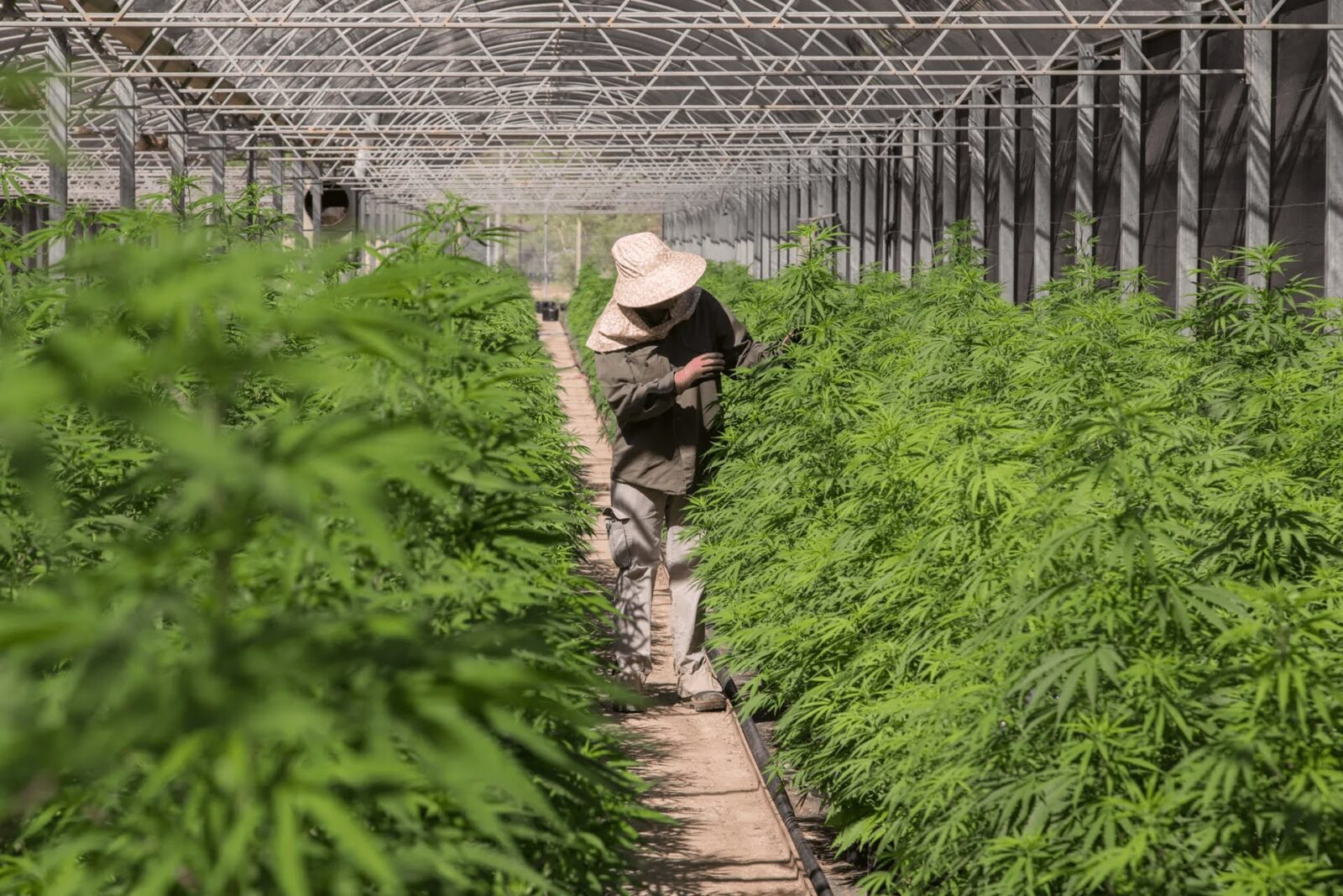 Trabajador En Cultivo Cannabis Agrogenetica Riojana