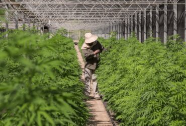 Trabajador En Cultivo Cannabis Agrogenetica Riojana