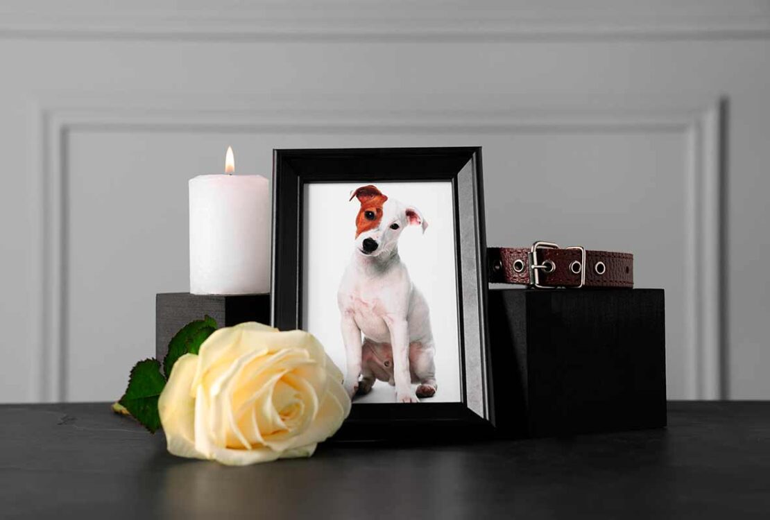 crematorioelcanelo blog por que optar por la cremacion frente al entierro tradicional de mascotas